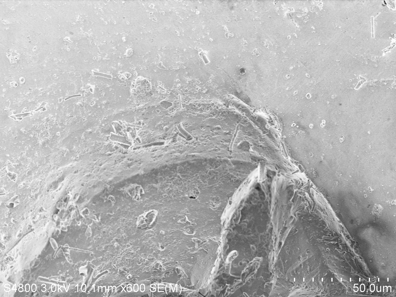 Coating surface at 600x (50 μm scale bar). Mostly smooth with a rippled, bumpy texture and some scattered debris.